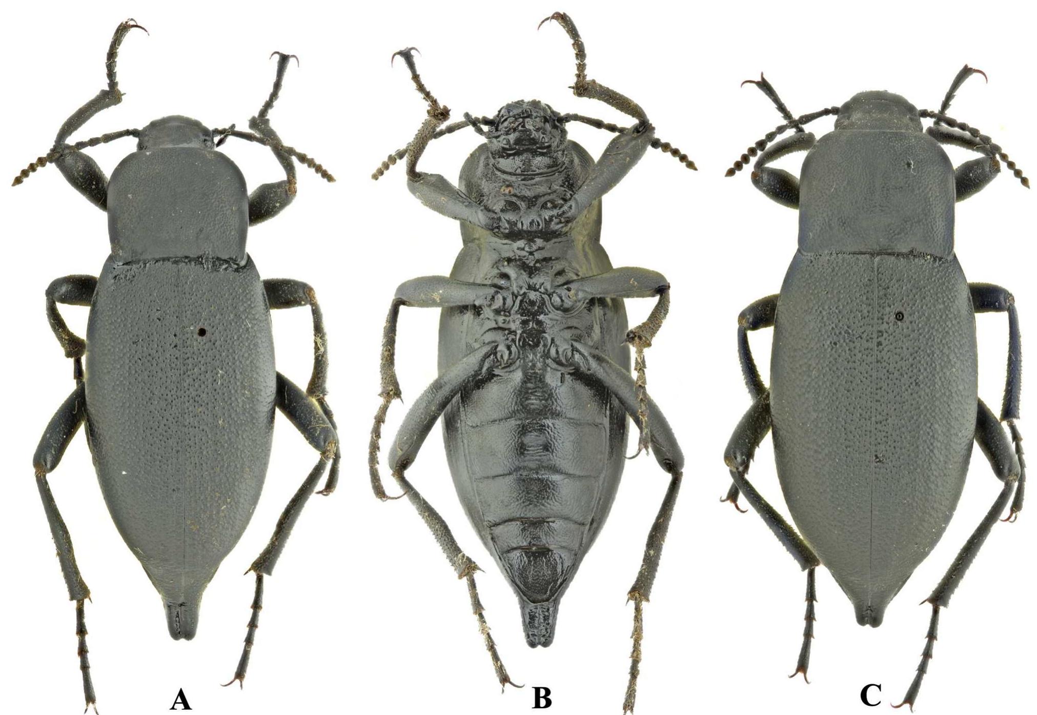 Inflexa Blaps inflexa, habitus. a, c. dorsal view, b. ventral view.