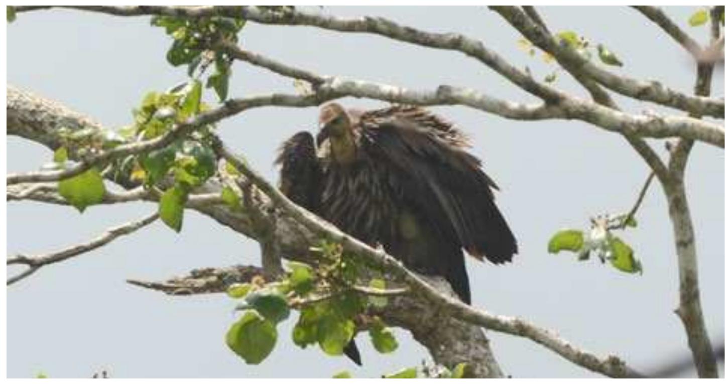 The scientist’s special research permit enabled them to reach places deep within the fragile ecologies of protected areas, where tourists and the general public are not allowed to enter. As trophies, they brought back carefully composed close-up photo- graphs of elusive birds, like a black and orange flycatcher bathing in a stream, or a small sunbird, just eight centimeters long, feeding on the nectar of a plantain flower.  Equipped with binoculars, telephoto lenses, and camping equipment, the men walked 282.35 kilometers through various habitats and ecosystems, identifying and counting 77,547 individual birds belonging to 338 species. They found out that many of the birds endemic to the Western Ghats described as abundant by Ali, such as the grey-breasted laughing thrush or the Nilgiri wood pigeon, are now rare and threatened with extinction. The International Union for Conservation of Nature (IUCN) has categorized 19 of the re- gion’s avian species as globally endangered. Among them are four critically endangered species of vulture that were once common in the region but have now disappeared almost entirely. Huge numbers of them were poisoned by scavenging on domestic cattle that had been treated with the painkiller diclofenac, a drug that is fatal for the birds.*  been treated with the painkiller diclofenac, a drug that is fatal for the birds.* 