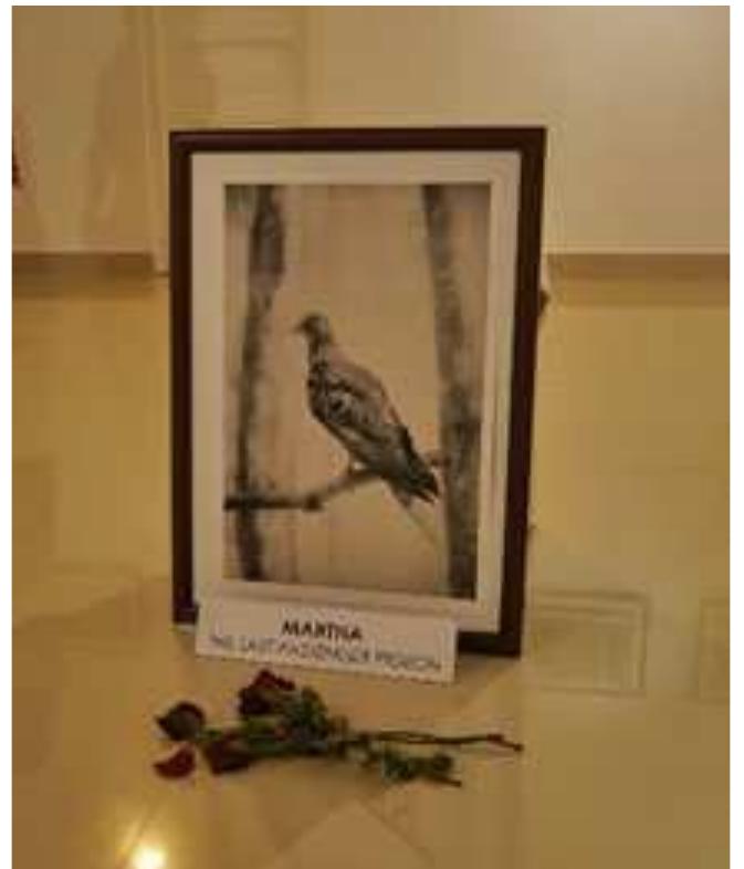 Their combined appreciation for the beauty of avian life and sorrow for its loss became visible during an exhibition that WPSS organized in 2014 in Manandavadi, a small town in Northern Wayanad. At a public library, the birder-environmentalists displayed avian photographs taken from their own forest gardens, farms, or field trips. They invited school children, local intellectuals, and politicians to contemplate a selection of beauti- ul close-up photographs of birds: a mother brown hawk owl (Ninox scutulata) feeding her nestlings, a lesser grey-headed fish eagle (Ichthyophaga ichthyaetus) holding its prey, or a shiny crimson-backed sunbird (Leptocoma minima) sitting on a flower, and many more. As a symbol of mourning for all the species that have already vanished from this planet, they had placed a picture on the floor in memory of Martha, the world’s last  passenger pigeon, with a red rose in front of it and distributed flyers informing visitors about Wayanad’s fragile ecologies and the current age of mass extinction. 