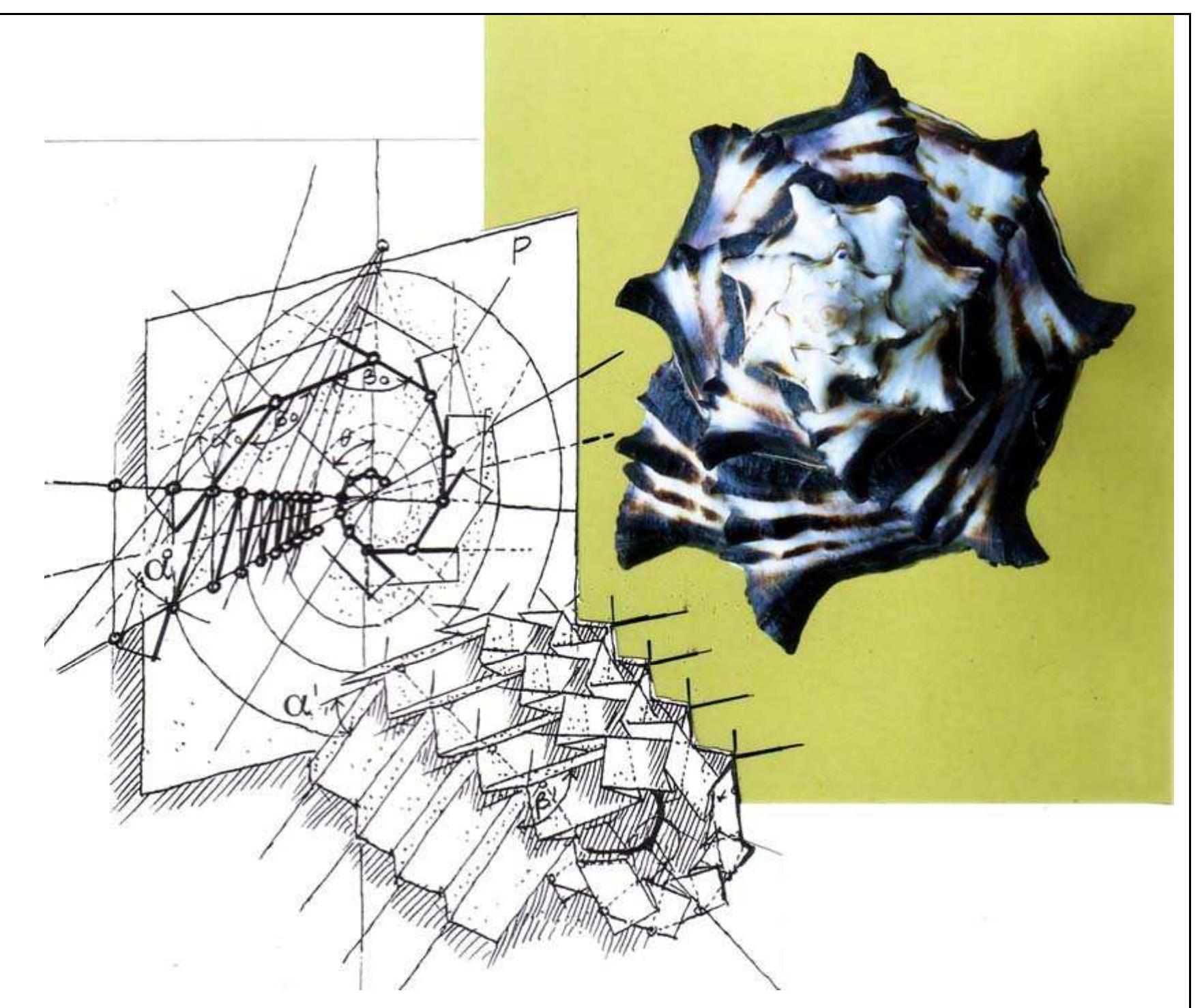 Figure 7 - THE GROWING TURBINATE SHELL – MODEL FOR A