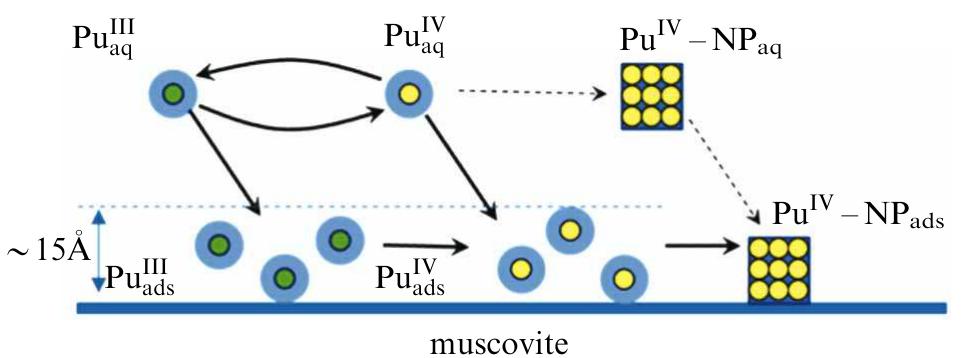 Schematic diagram of the mechanism of formation of