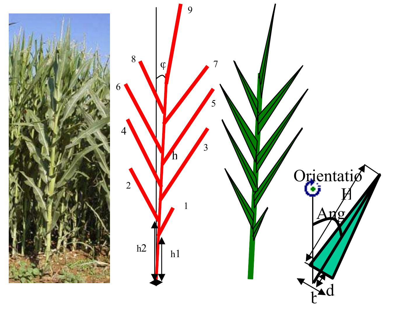 35.3d reconstruction of the plants. once we have defined the