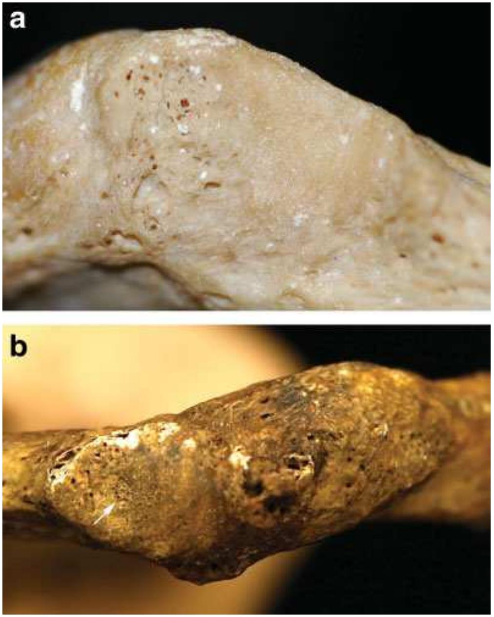 Tion Color (PDF) A new method for estimating age-at-death from the first rib