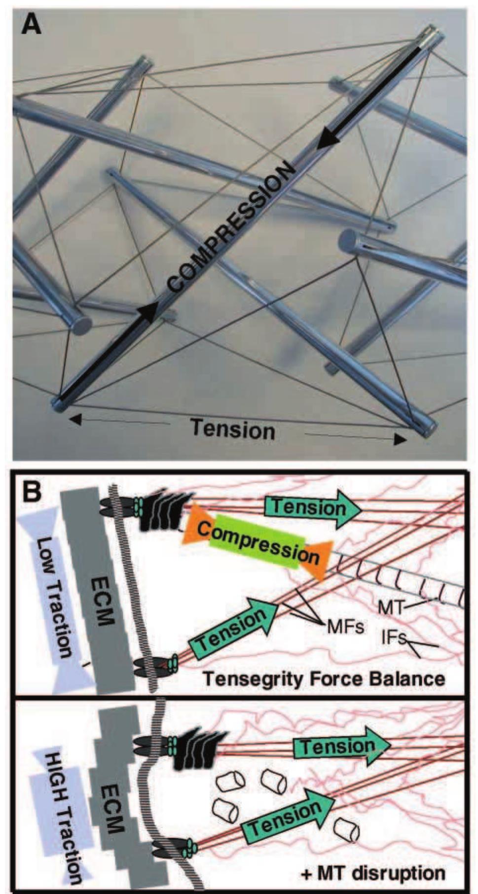 Tensegrity structures. (a) triple crown, a tensegrity