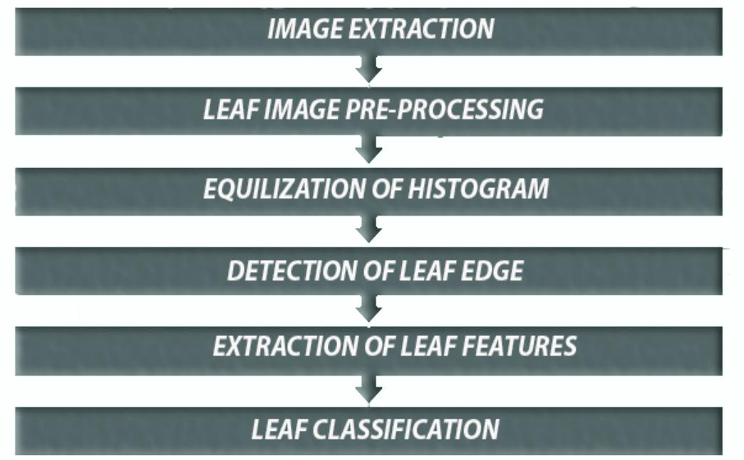 (PDF) LEAF CLASSIFICATION USING IMAGE PROCESSING: A REVIEW
