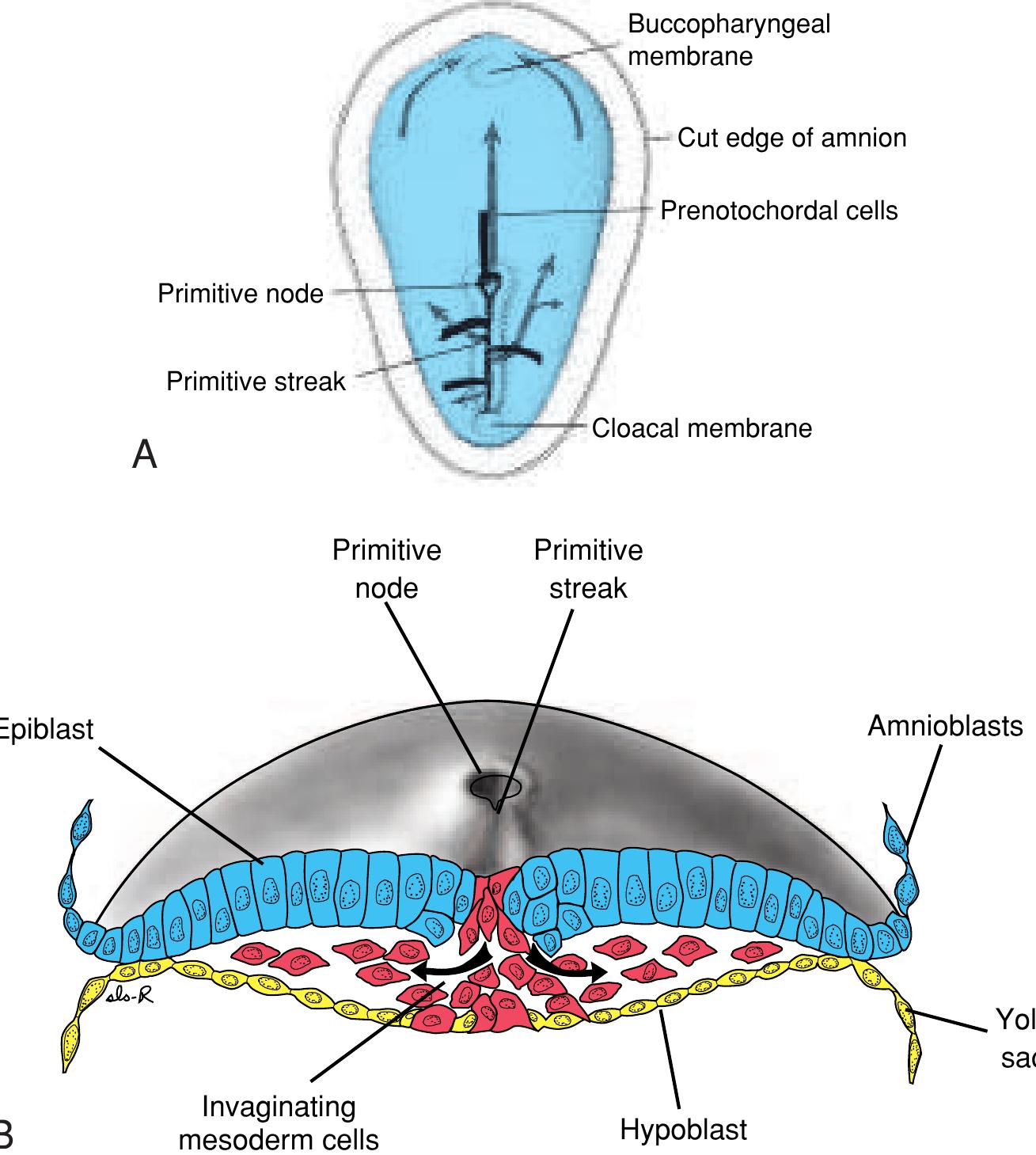 EARLY EMBRYONIC DEVELOPMENT \u0026 FORMATION OF THE PLACENTA \u0026 EXTRAEMBRYONIC  MEMBRANES * Diagram | Quizlet, image size:1309x1459