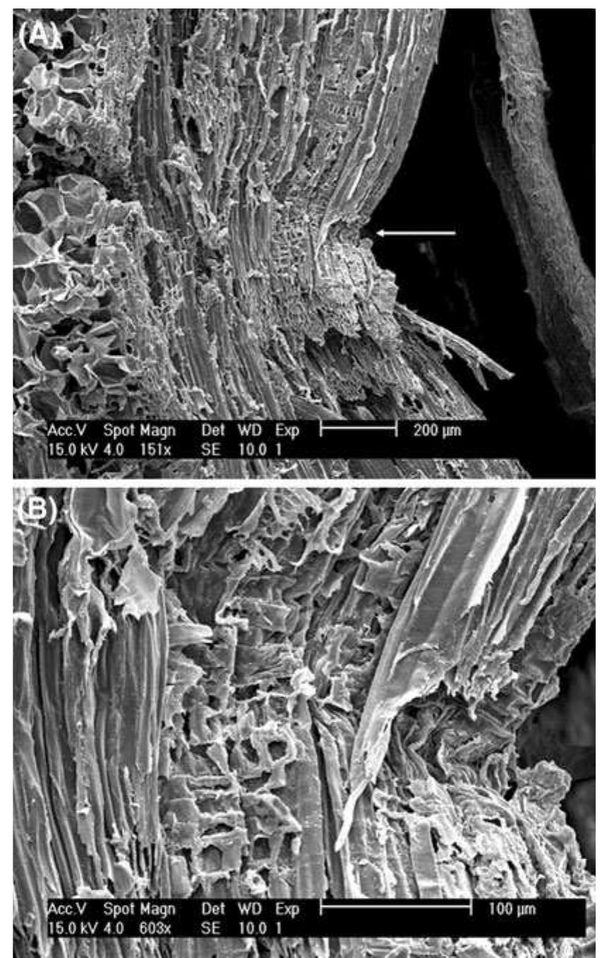 Esem images of a radial section of salix alba parallel to