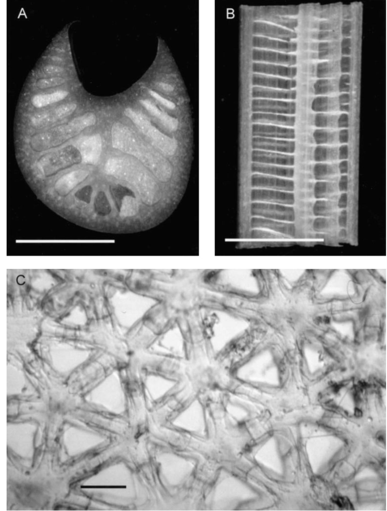 The anatomy of the banana petiole. (a) a transverse section,