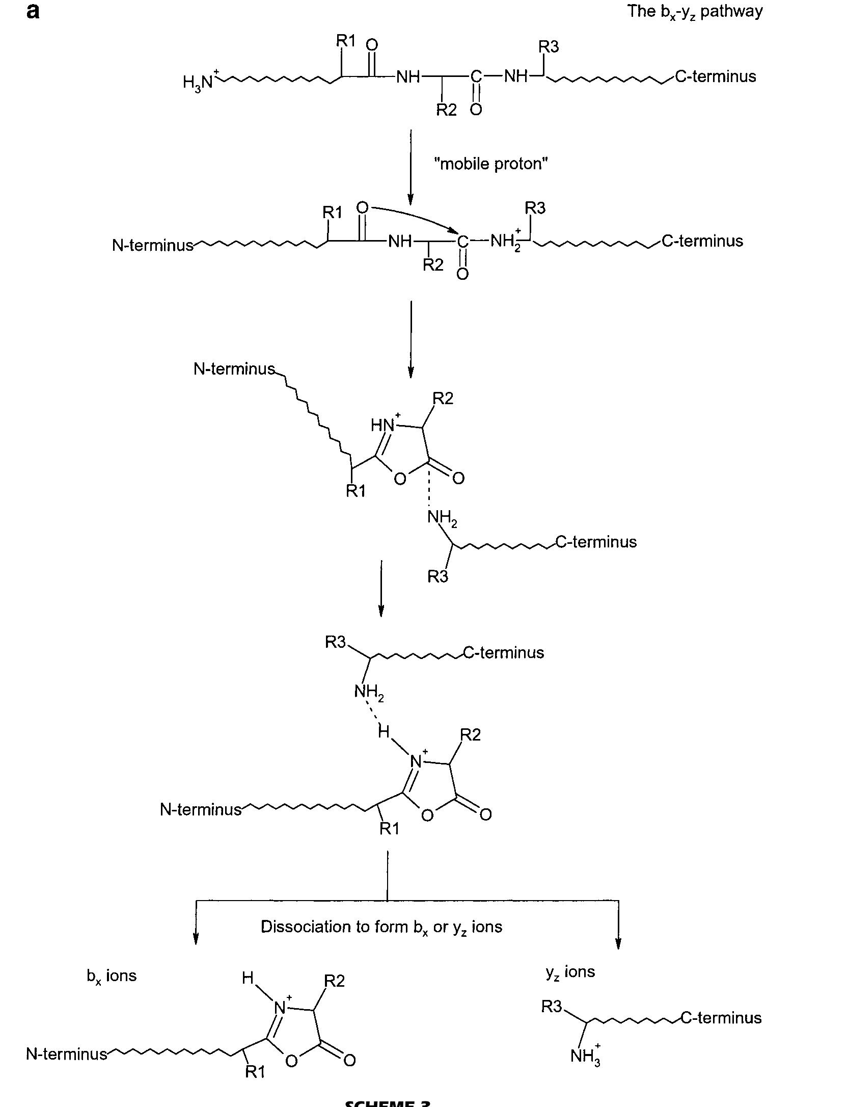 The major steps of the b, — y, pathway are depicted in
