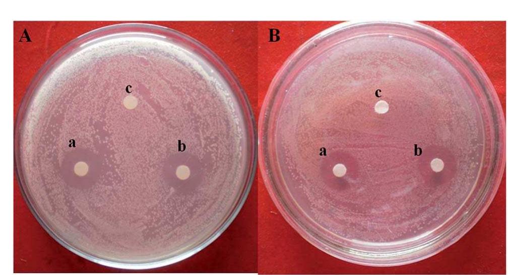 Fig.5 Antibacterial activity of (a) P(CP—AAm)3 + Ag° + Au° hydrogel (b) P(NP—AAm)z + Ag° + Au®° hydrogel, (c) pure P(CP—AAm)z + pure P(NP—AAm)s3 against: (A) E. coli; (B) B. subtilis.  reduction in the number of bacterial colonies around core-shell nanocomposite samples. The mechanism of the growth- inhibitory effect of the nanoparticles against microorganisms is not yet clear.*” However, among the various possible mecha- nisms proposed by many authors, ‘inhibition by formation of pits’ was considered to be suitable here. It was assumed that interaction of nanoparticles with bacteria results in the forma- tion of pits in the cell wall or the bacterial membrane. These pits cause the leakage of biologically important lipopolysaccharide molecules and membrane proteins, leading to microbial death.** Although the shell of the core-shell nanoparticles that interact with the cell wall or the bacterial membrane comprises silver atoms, their efficiency in bacterial inhibition 
