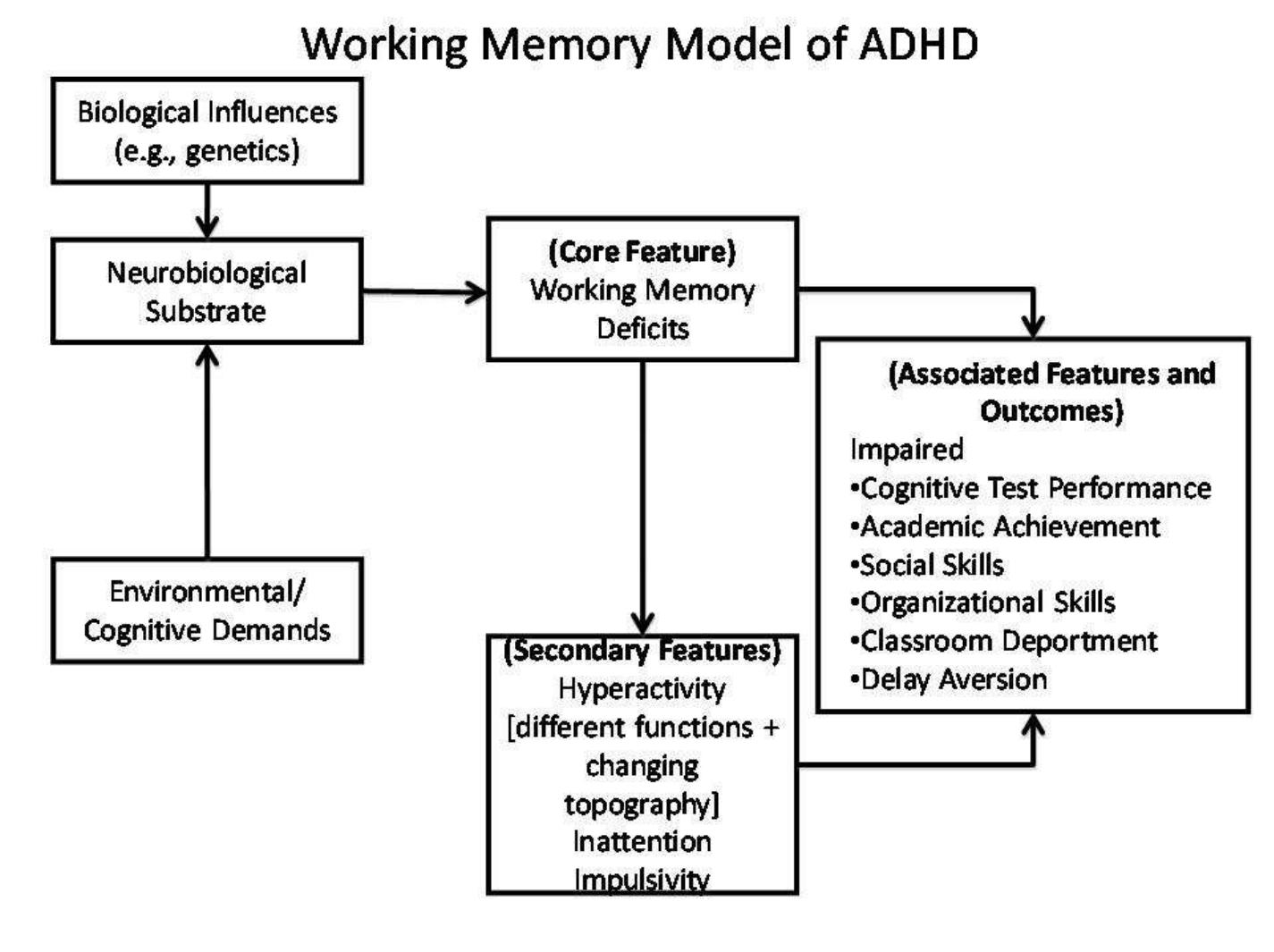 The working memory model of adhd.