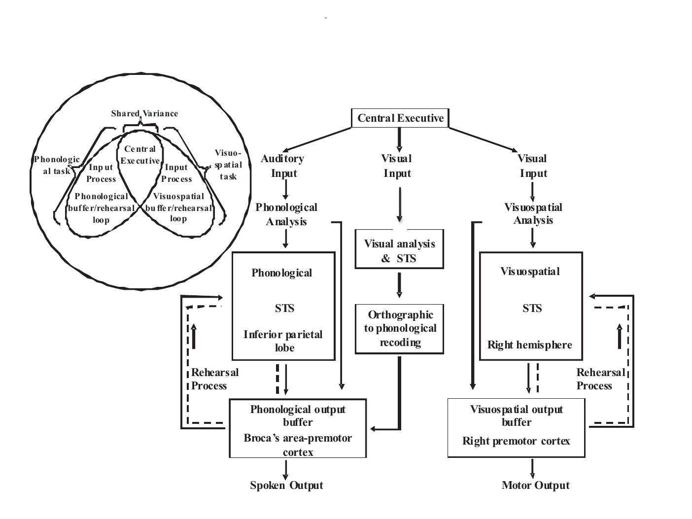 The working memory model of adhd.