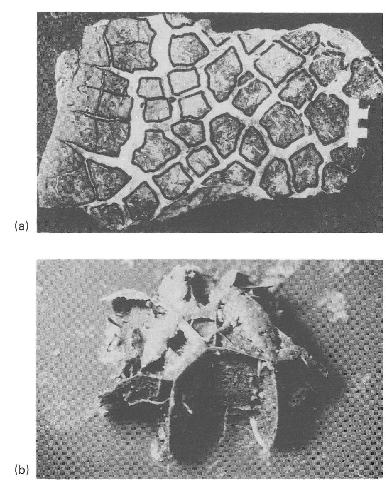Septarium (PDF) Septarian Crack Formation in Carbonate Concretions from Shales ...