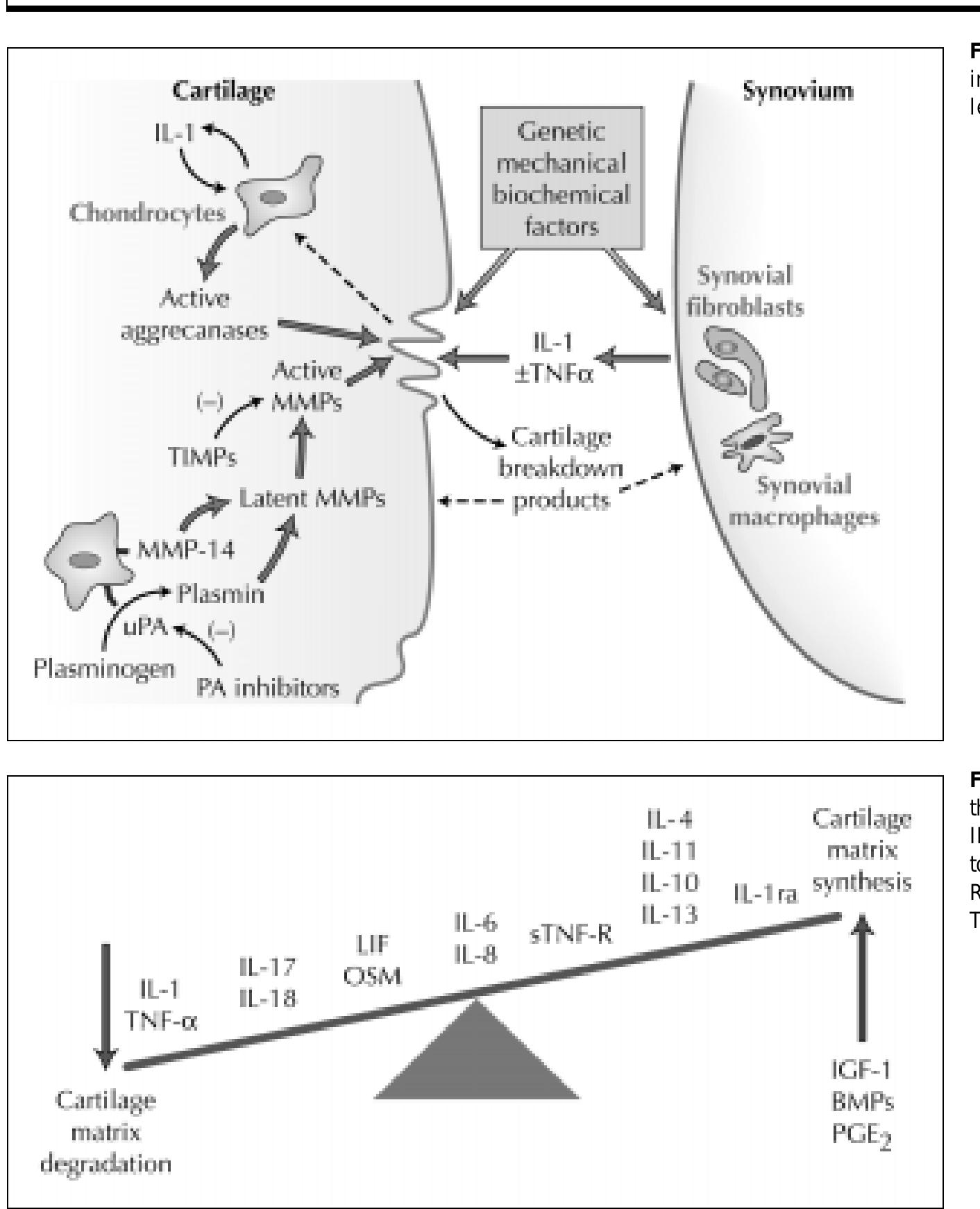 (PDF) Osteoarthritis and cartilage: the role of cytokines