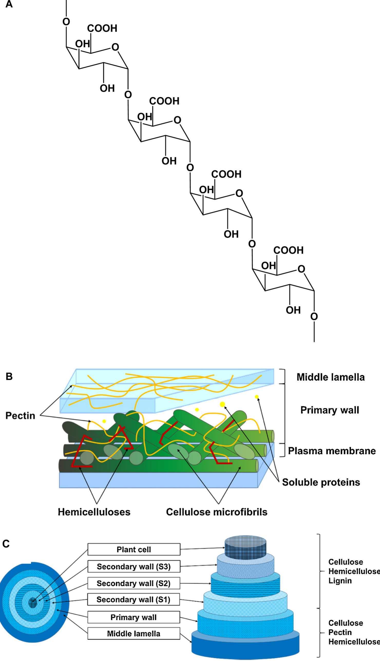 Pectin Origin Table 4 - Pectin as a rheology modifier: Origin, structure,