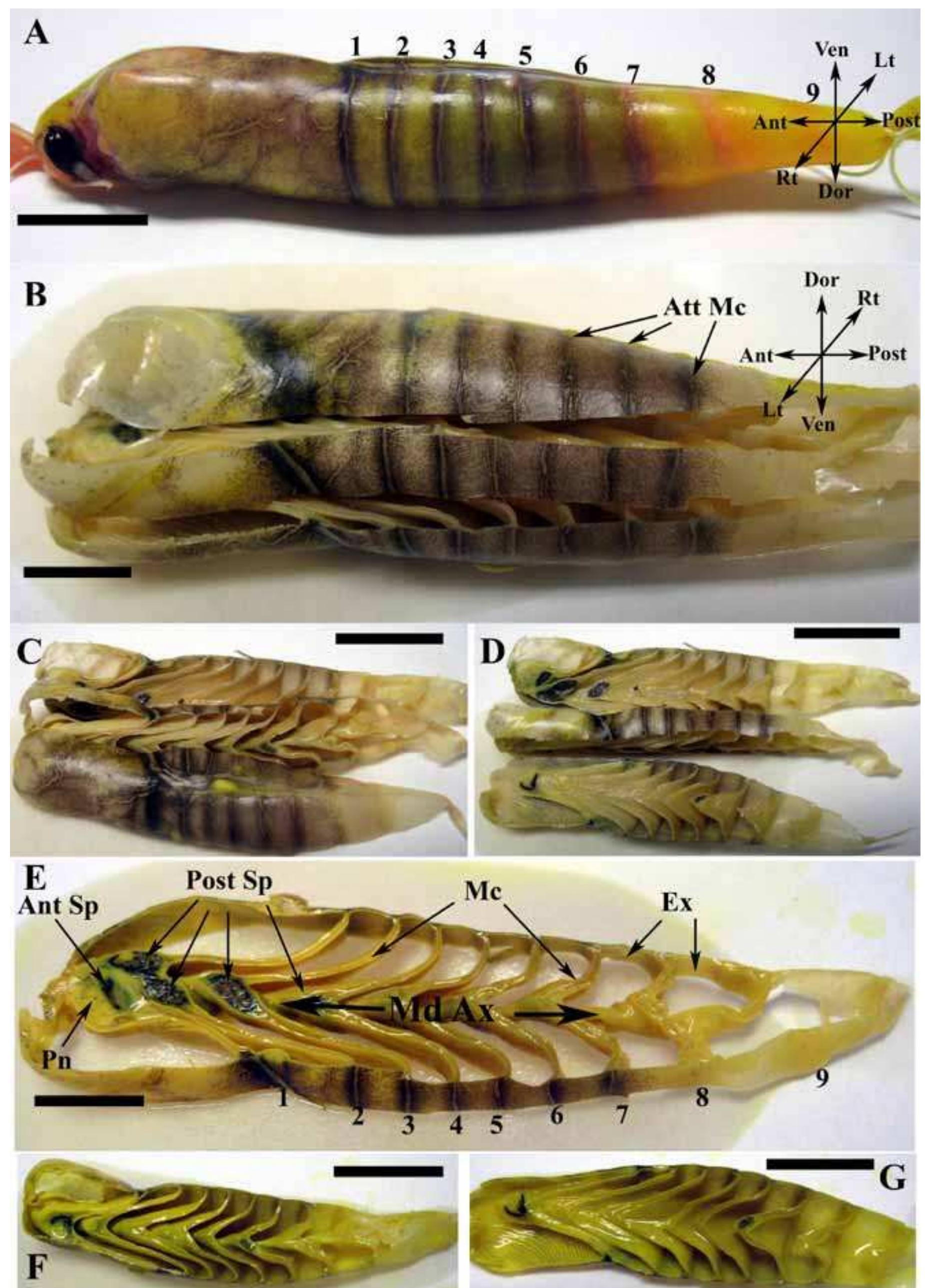 (PDF) Anatomy and Histology of the Spiral Valve Intestine in Juvenile ...