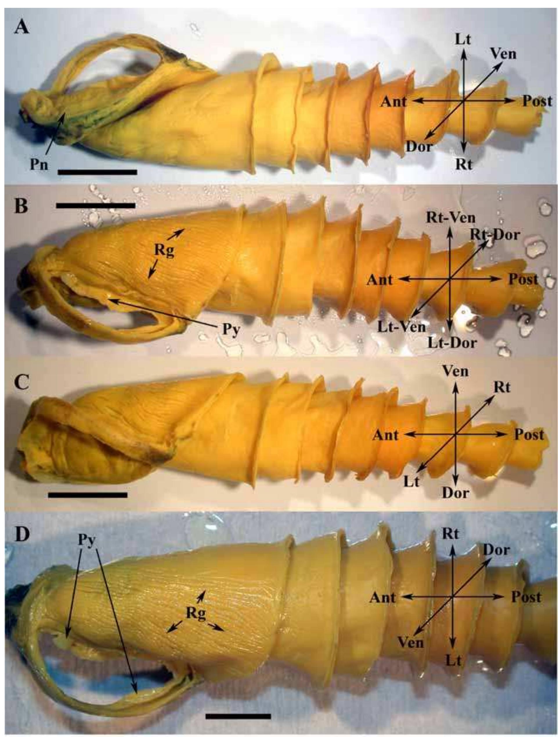 Infloding Figure 3 - from Anatomy and Histology of the Spiral Valve
