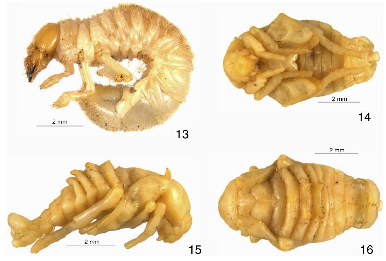 Protibiae (PDF) Moron et al 2015 Description of inmature stages of Hoplia