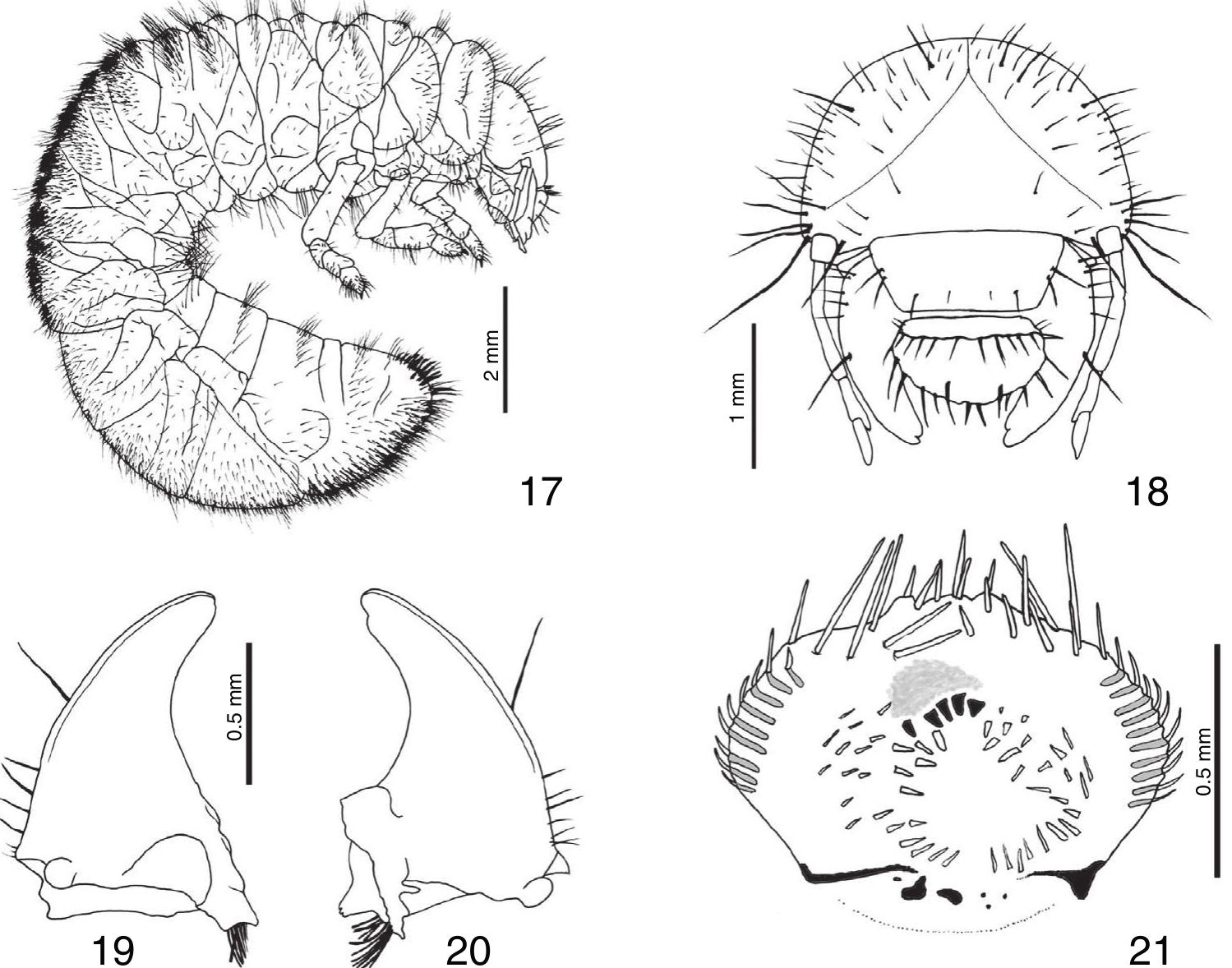 Protibiae (PDF) Moron et al 2015 Description of inmature stages of Hoplia