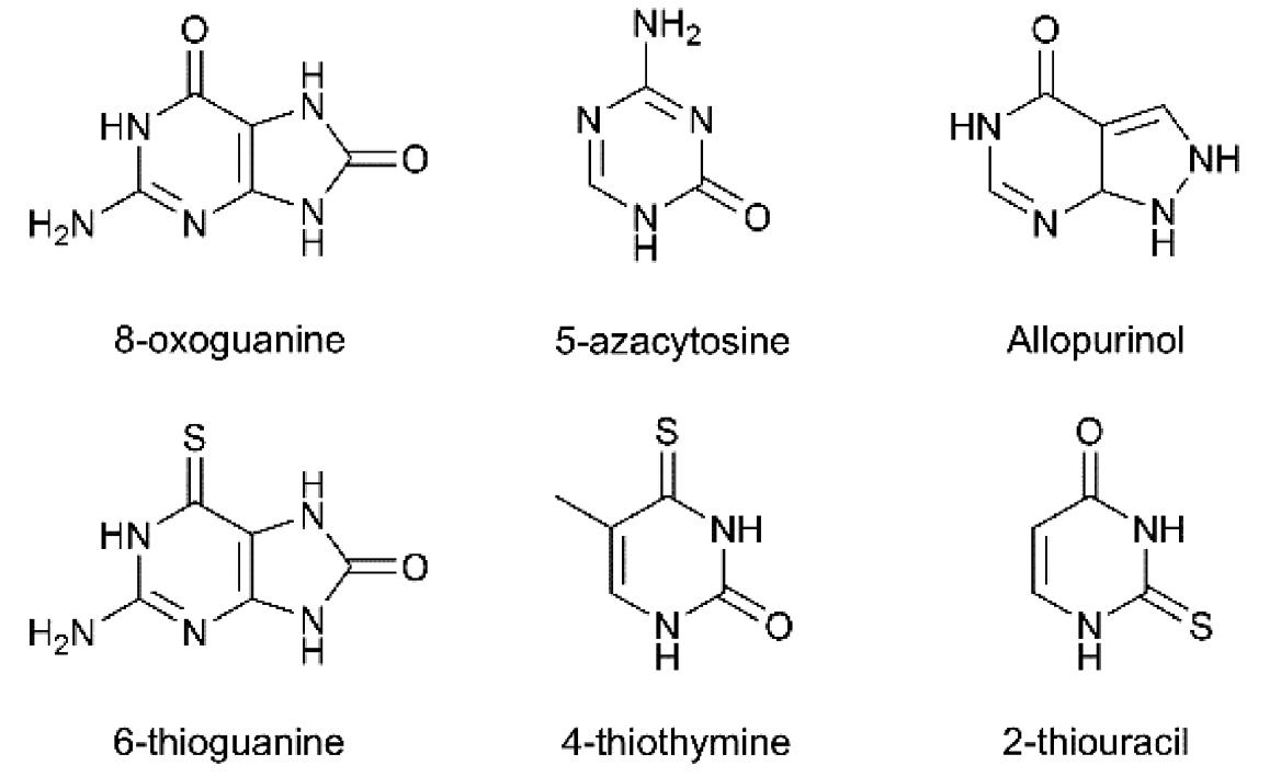 Fig. 10 Structures of the modified NBs reviewed in the present chapter.  nucleobases  The study of modified NBs remains as a very active research topic in modern photochemistry,* not only because natural modifications are constantly produced in DNA, but also because unrevealing the photo- physical and photochemical properties of these compounds boosts the understanding of the intrinsic properties of canonical NBs. Lu et al.** determined with the MRCI method the excited-state relaxation of 8- oxoguanine (see Fig. 10), which is one of the most abundant products encountered in conditions of oxidative stress. Neutral 8-oxoguanine exhibits a unique ultrafast decay to the ground-state, whereas the deprotonated system has two decay channels with significant energy barriers. The theoretical results allowed the interpretation of the spec- troscopic data reported in the same work. Moreover, the excited-state relaxation of both neutral and anionic systems were studied by Tuna et al”? in the 8-oxo-deoxyguanosine. The authors found an _intra- molecular excited-state proton transfer between the N3 position of guanine and the 5’-OH hydrogen of the sugar, which is accessible in the neutral form, but hampered in the anion system. Therefore, these results also support the more intense fluorescence observed for the latter  ay a 