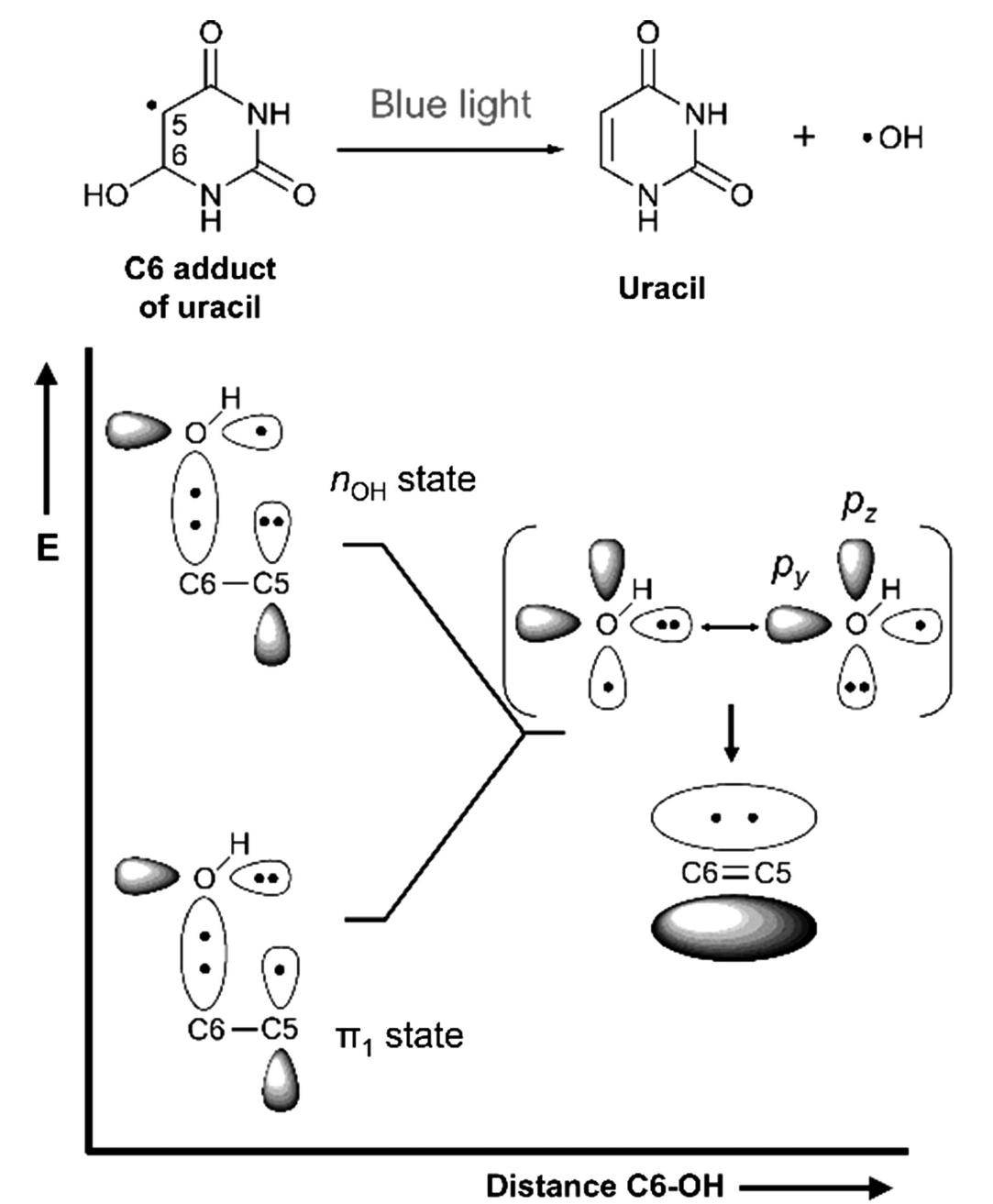 Fig. 14 Schematic representation of the possible photo-dissociation process of the OH adduct of uracil at C6 position. Left hand side corresponds to the Franck-Condon region of the adduct, whereas the right hand side represents uracil+ °OH at an infinite distance. [Adapted with permission from J. Phys. Chem. B, 2014, 118, 2932. Copyright 2014  American Chemical Society.] 