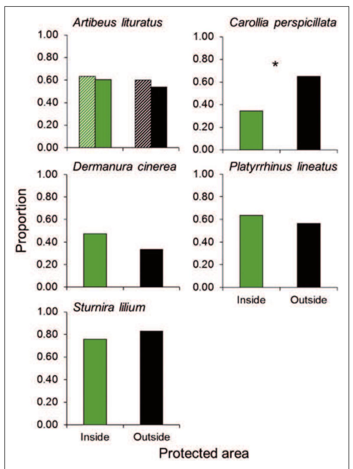 Figure 5. Proportion of reproductive individuals of five bat species captured in the Brazilian savanna (Cerrado) in cerrado sensu stricto (hatched bars) and gallery forests (solid bars) in sites located inside (green bars) and outside (black bars) three protected areas of Brasilia city. Proportions were obtains pooling all individuals captured in Brasilia National Park, Ecological Reserve of the Brazilian Institute of Geography, and Statistics and Ecological Station of Aguas Emendadas. The asterisk indicates statistically significant differences (p < .05) according to logistic regressions (see Table 3 for numerical results). 
