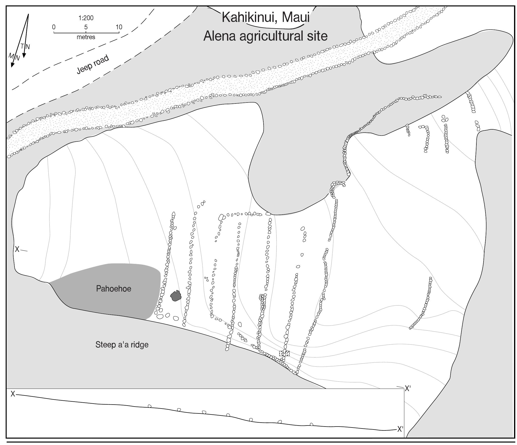 Plan of the alena field system site.