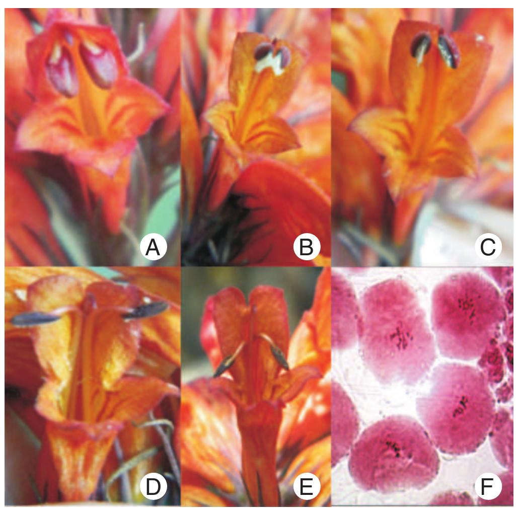 different stages of pollen biology in phlogacanthus