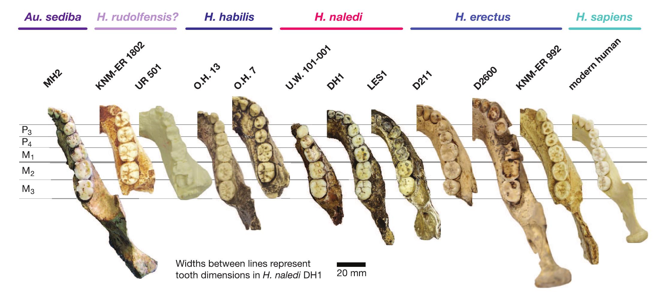 Figure 10 - from New fossil remains of Homo naledi from the