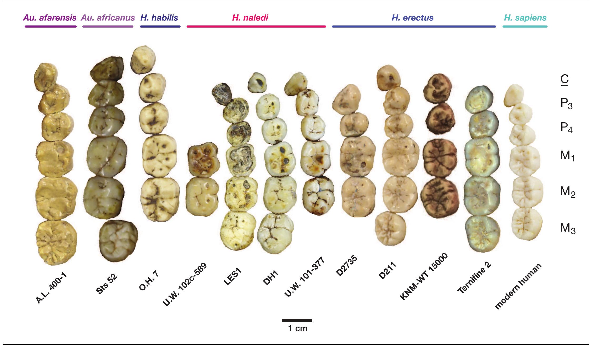 Occlusal view of h. naledi mandibular teeth compared to