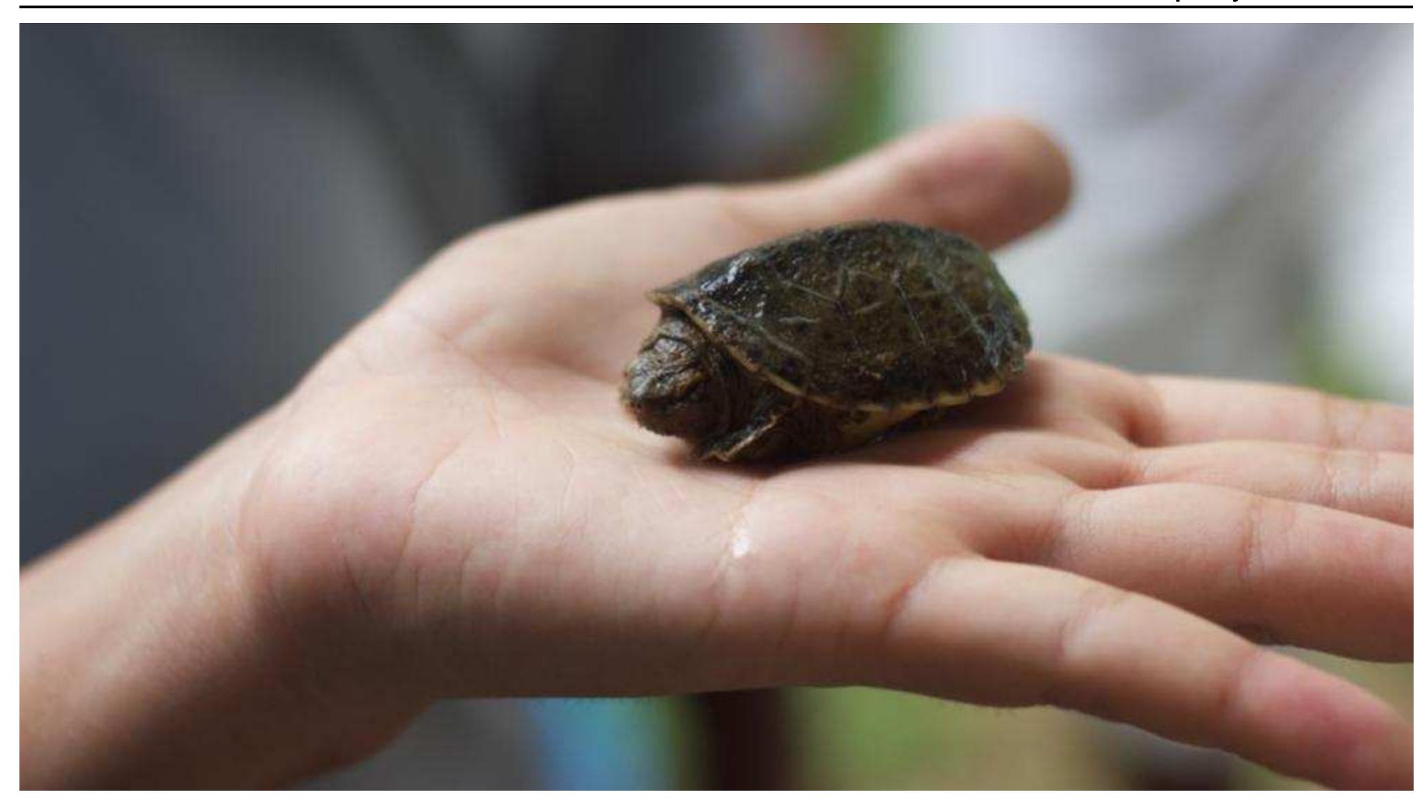 Hicatee (PDF) A GOVERNANCE SPECTRUM: PROTECTED AREAS IN BELIZE