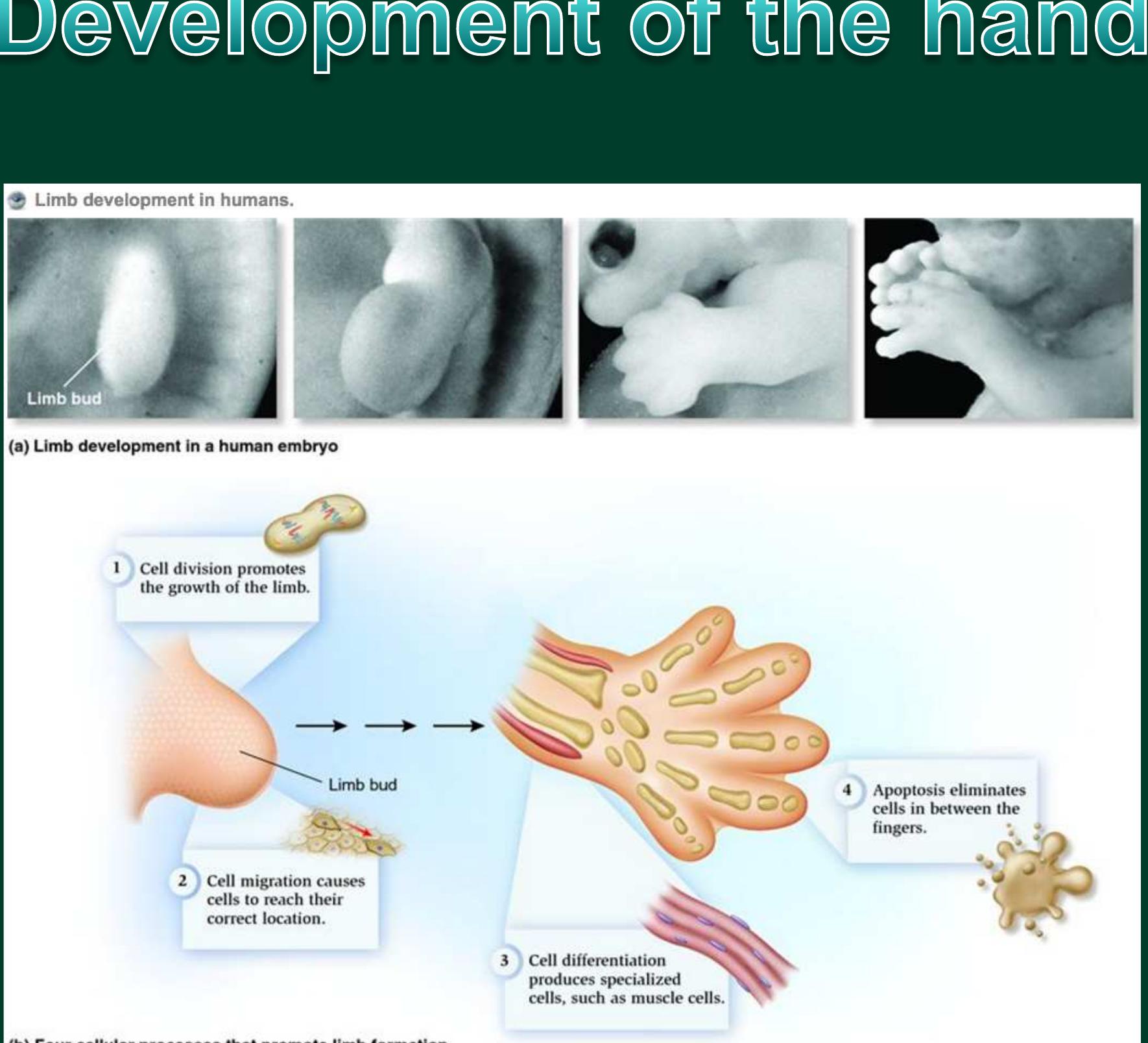 Embryo Hand Jesper Hoffmeyer | University of Copenhagen - Academia.edu