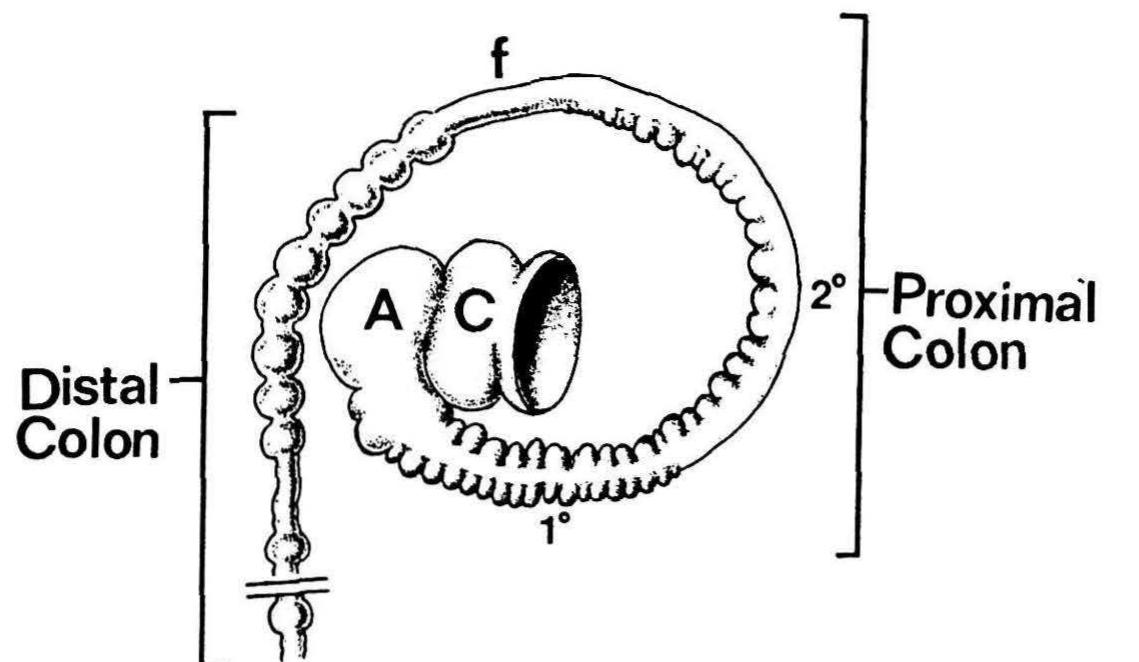 (PDF) Structural and functional differences in various divisions of the ...