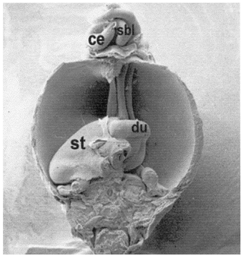 (PDF) The embryology of gut rotation