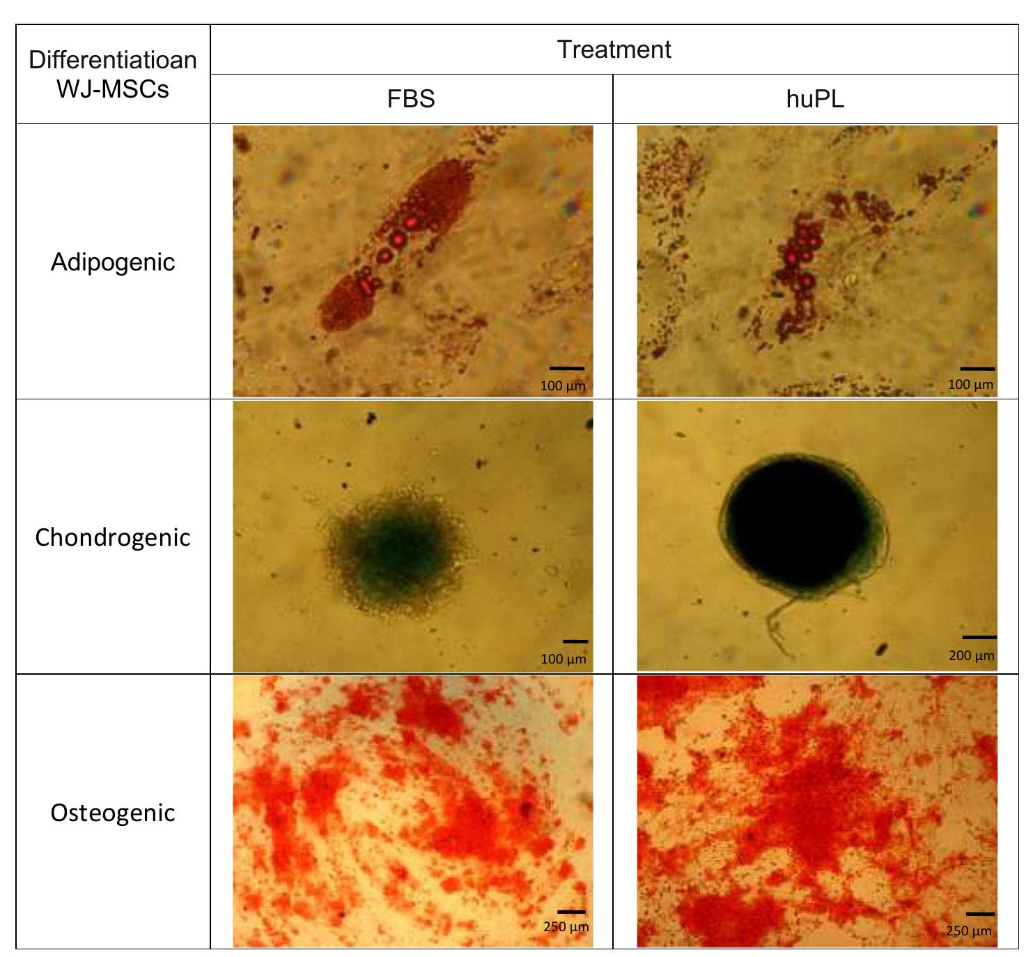(PDF) Human platelet lysate enhances the proliferation of Wharton's ...