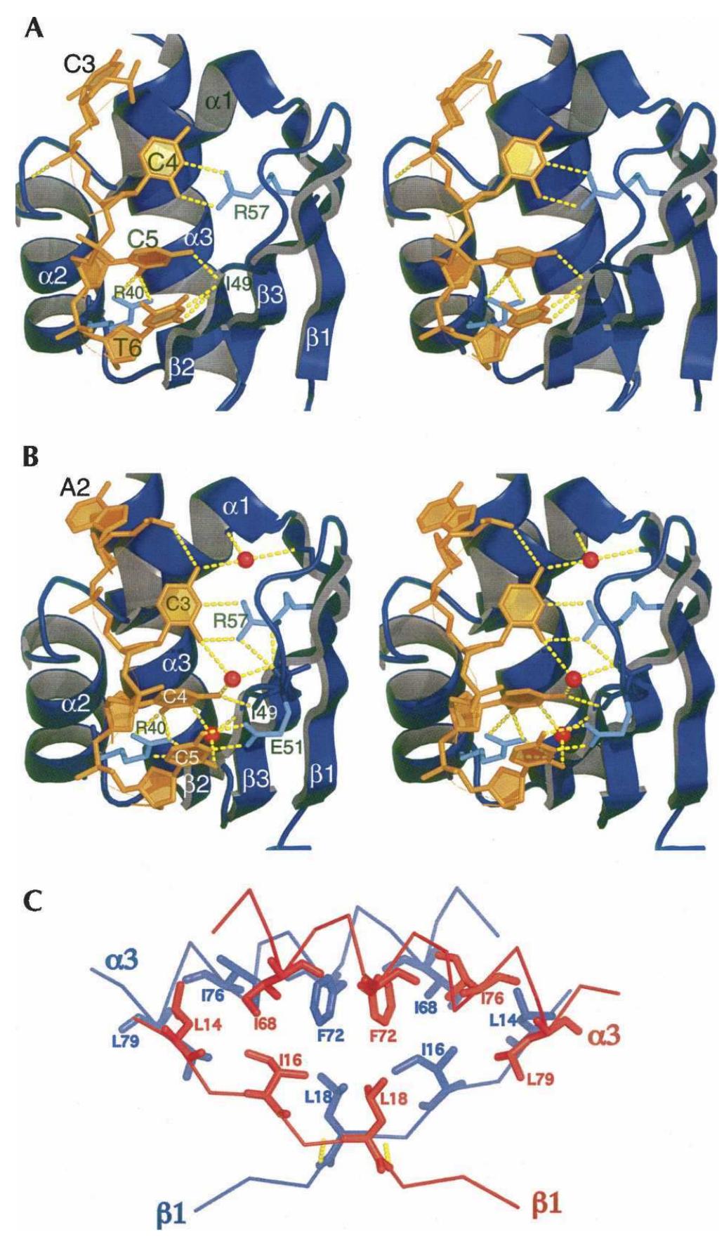 Figure 1 - from X-ray crystallographic and NMR studies of