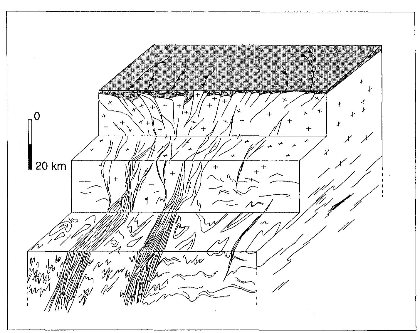 Schematic block diagram of a flower -like structure showing the possible relationships between the main crustal levels now exposed in Madagascar. Under transpression the thrusts developed in the upper crust are connected with vertical ductile shear zones in the lowermost structural levels. In the deepest part of the thickened crust strain is partitioned between shear zones and folded domains. 