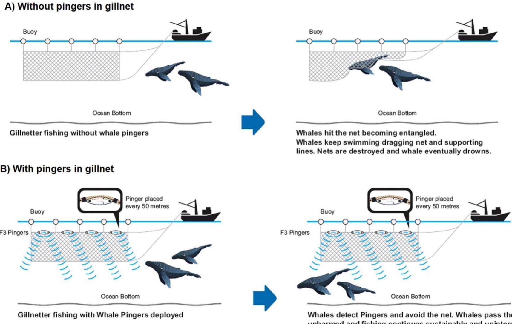 Figure 2 - from Mitigating cetacean bycatch in coastal