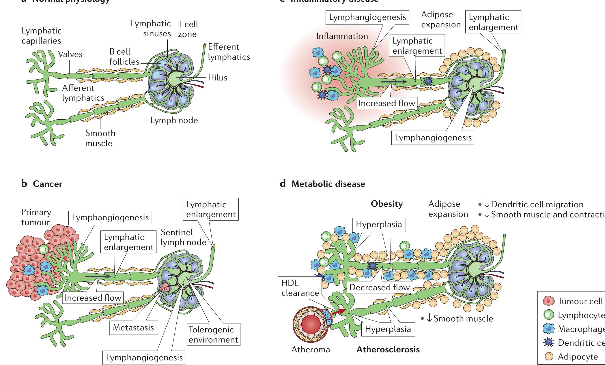 (PDF) From sewer to saviour - targeting the lymphatic system to promote ...