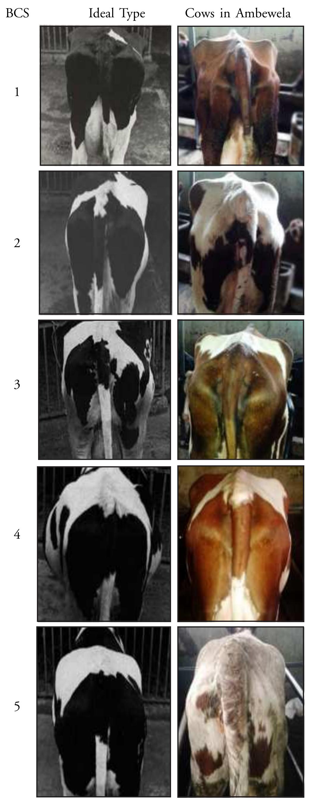 Figure 1 - from BODY CONDITION SCORE AND LOCOMOTION SCORE