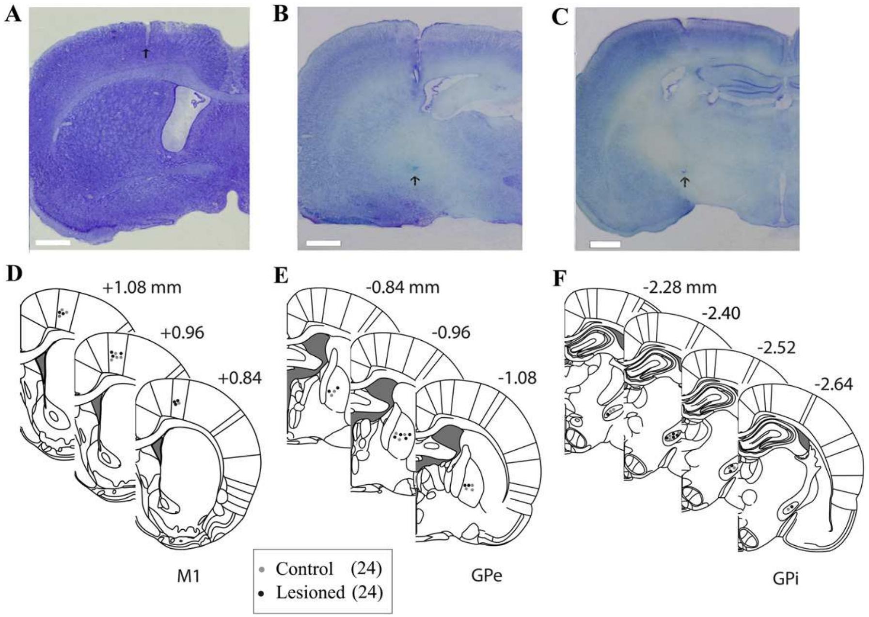 Histological representative examples of cresyl violet