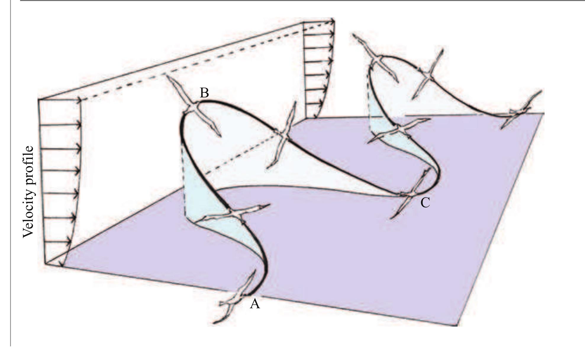 (PDF) Aerodynamics of Bird and insect flight