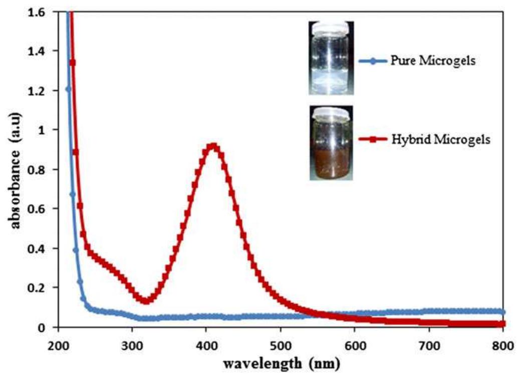 Visible Aggregation Uv-visible spectra of ag—p(nipam-co-aam) hybrid microgels