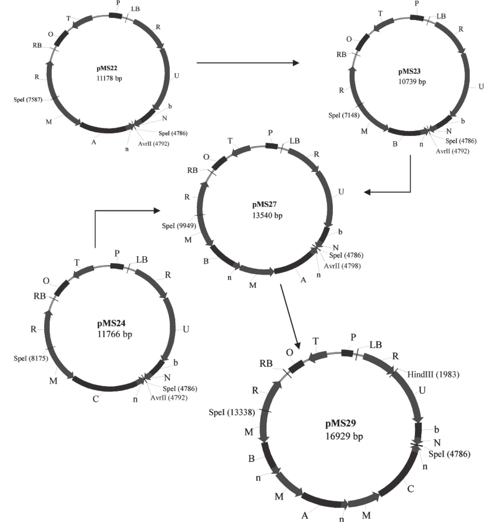 Phb Vector (PDF) CONSTRUCTION OF PHB AND PHBV TRANSFORMATION VECTORS FOR ...