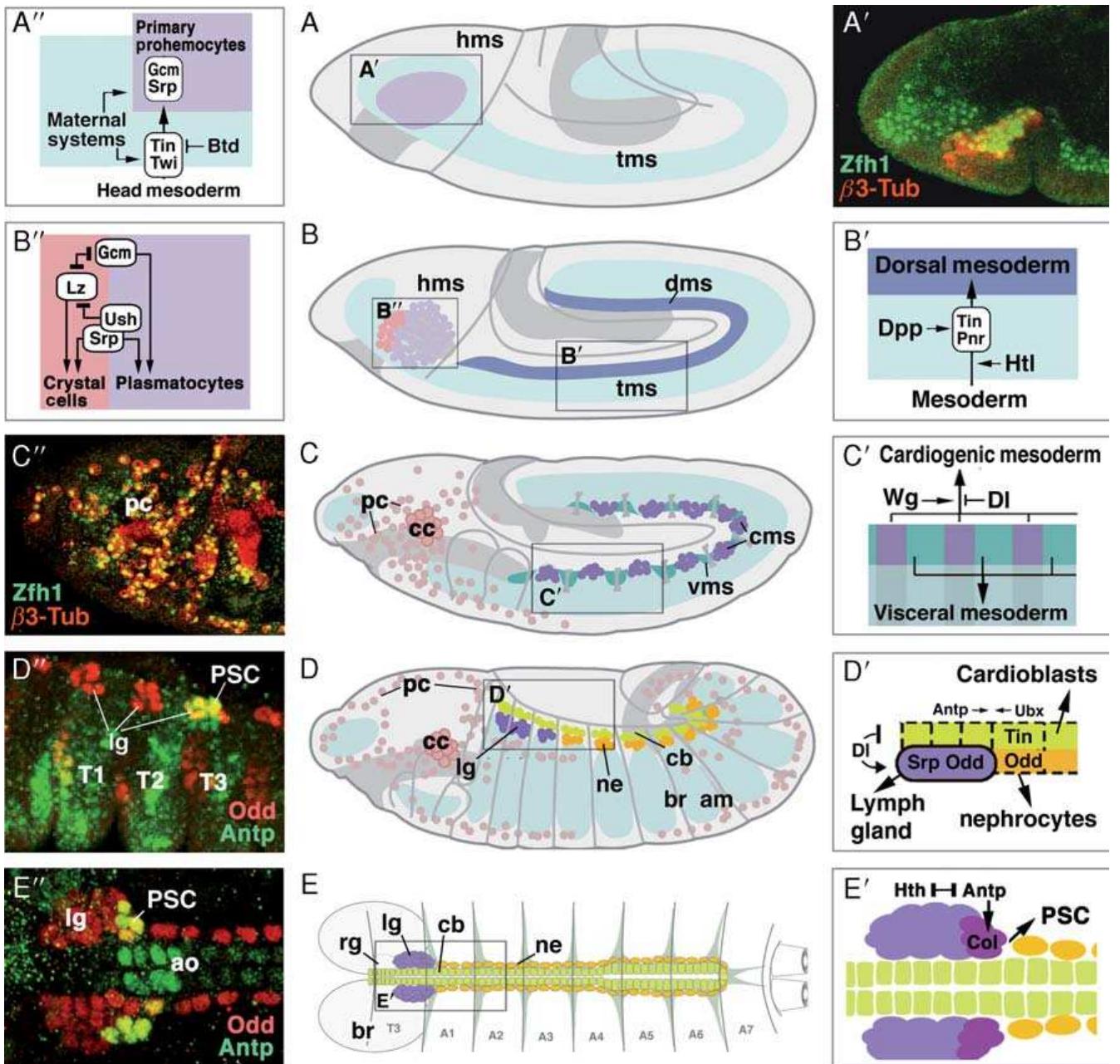 Figure 4 - from Genetic Dissection of Hematopoiesis Using