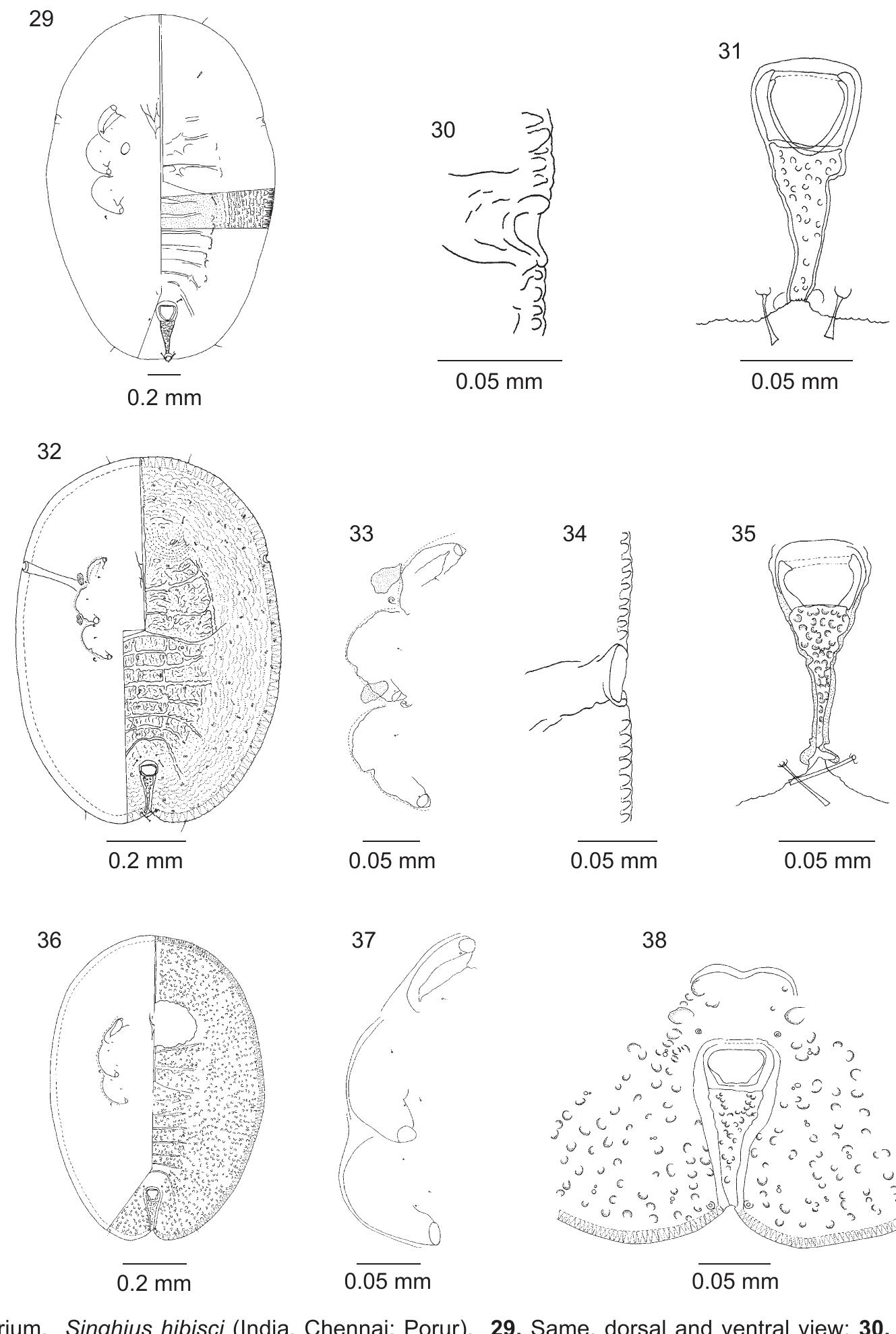 Figure 6 - from Singhiella melanolepis, a new species of