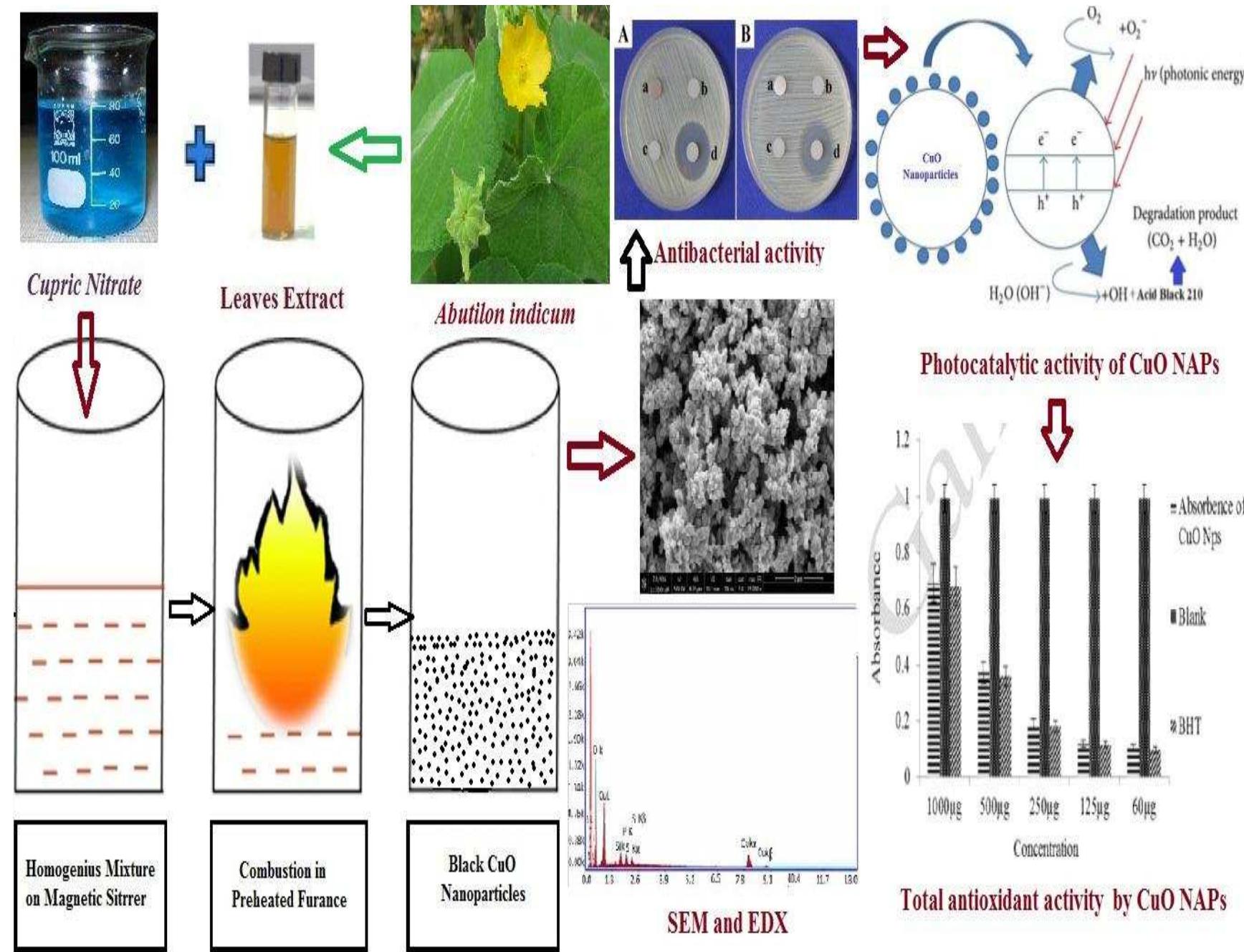 (PDF) BIOGENIC SYNTHESIS OF CuO NANOPARTICLES AND THEIR BIOMEDICAL ...