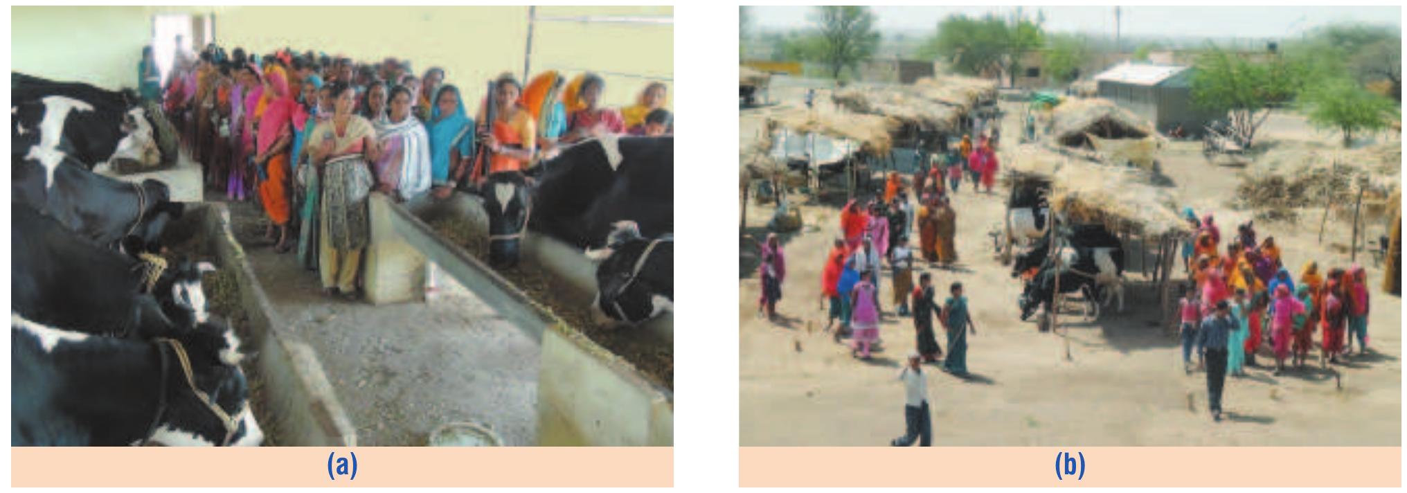 Visit of tribal women farmers to model dairy farm at kvk,