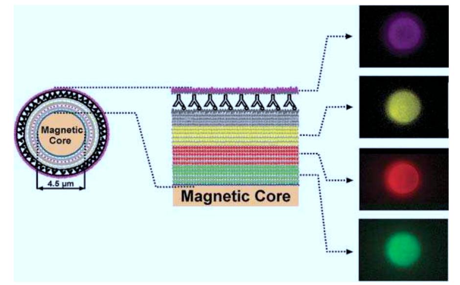 Figure 4 - from Magnetic microspheres encoded with