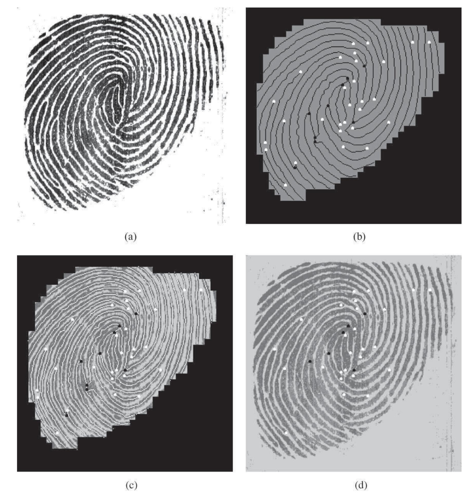 (PDF) Detecting the fingerprint minutiae by adaptive tracing the gray ...